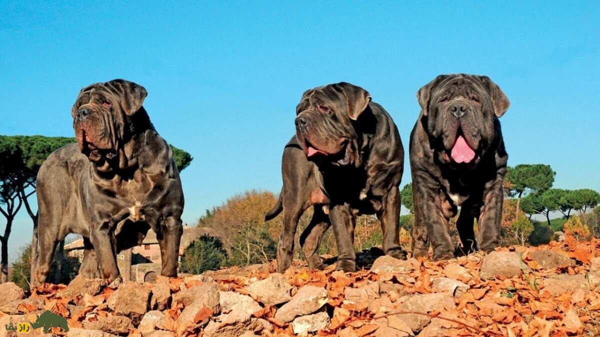 ماستیف ناپلی؛ غول ترسناک ایتالیایی که شبیه کامیون ماک است