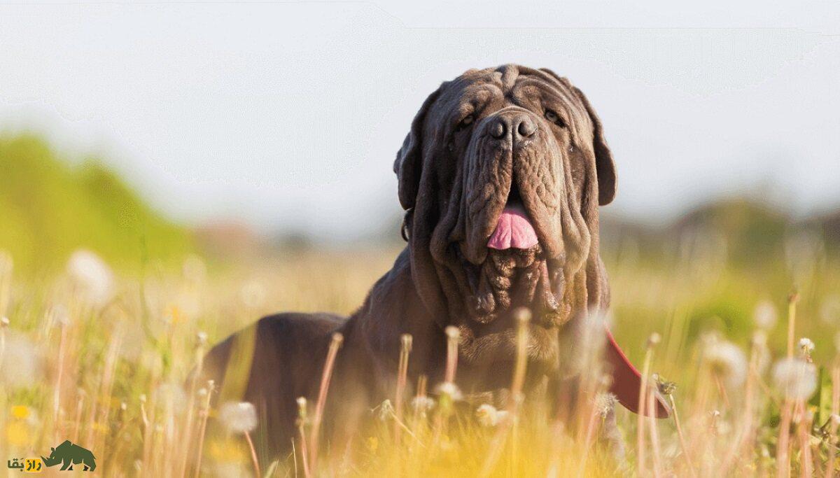 ماستیف ناپلی؛ غول ترسناک ایتالیایی که شبیه کامیون ماک است