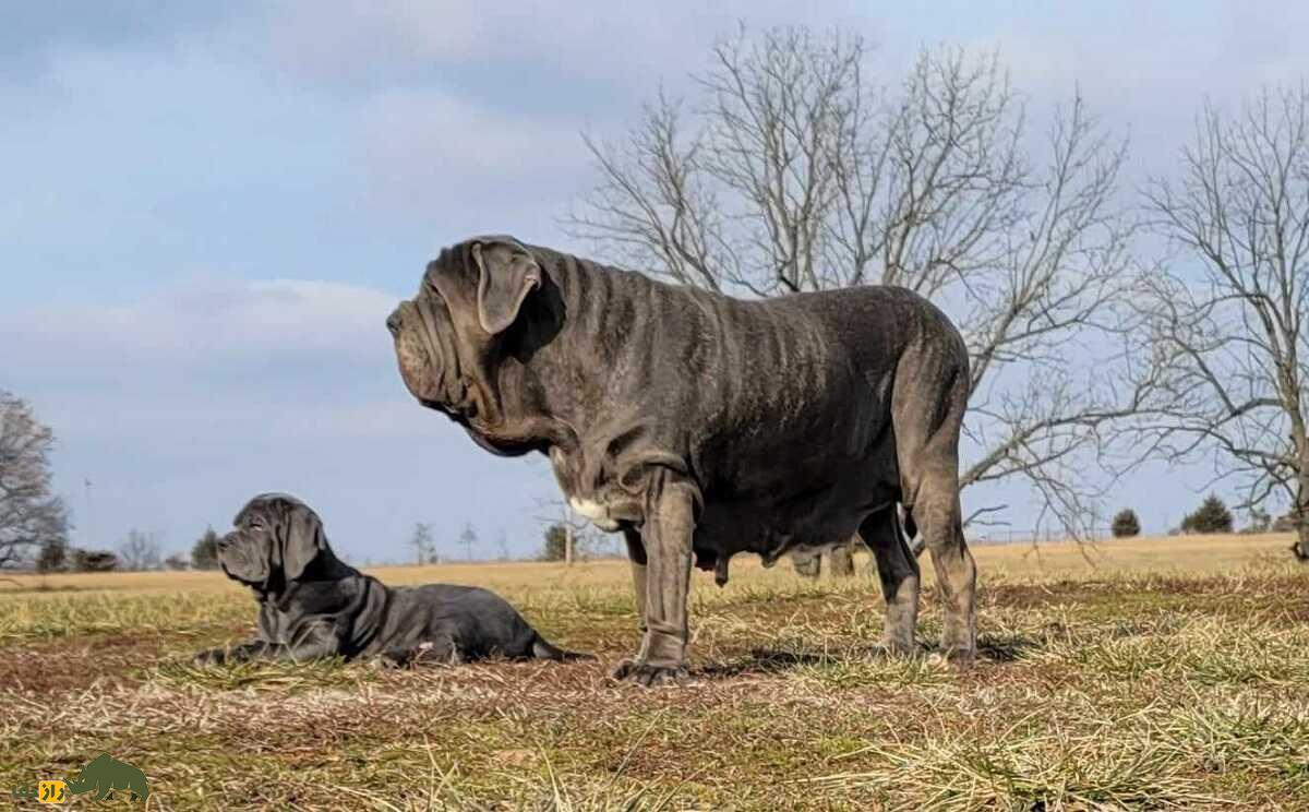 ماستیف ناپلی؛ غول ترسناک ایتالیایی که شبیه کامیون ماک است