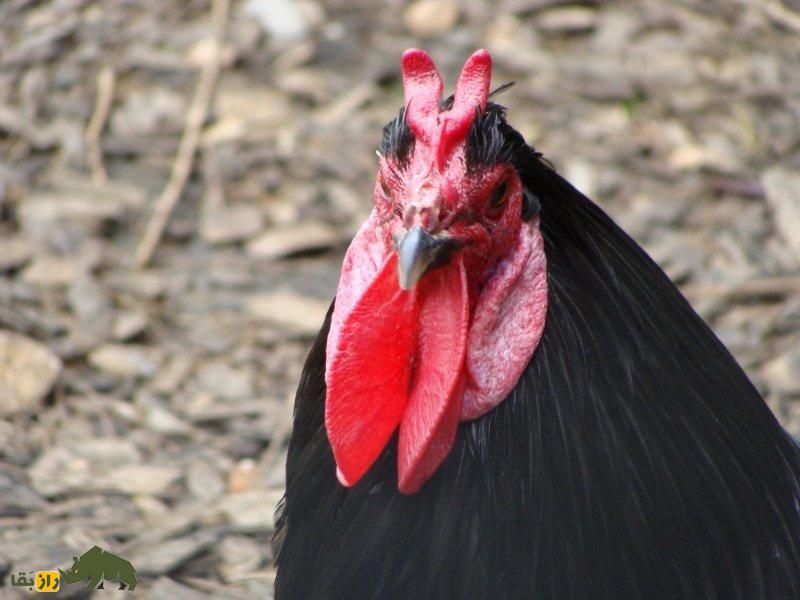 خروس لافلِش؛ خروس فرانسوی معروف به «شیطانچهره» که از بچههایش متنفر است خروس لافلِش؛ خروس فرانسوی معروف به «شیطانچهره» که از بچههایش متنفر است