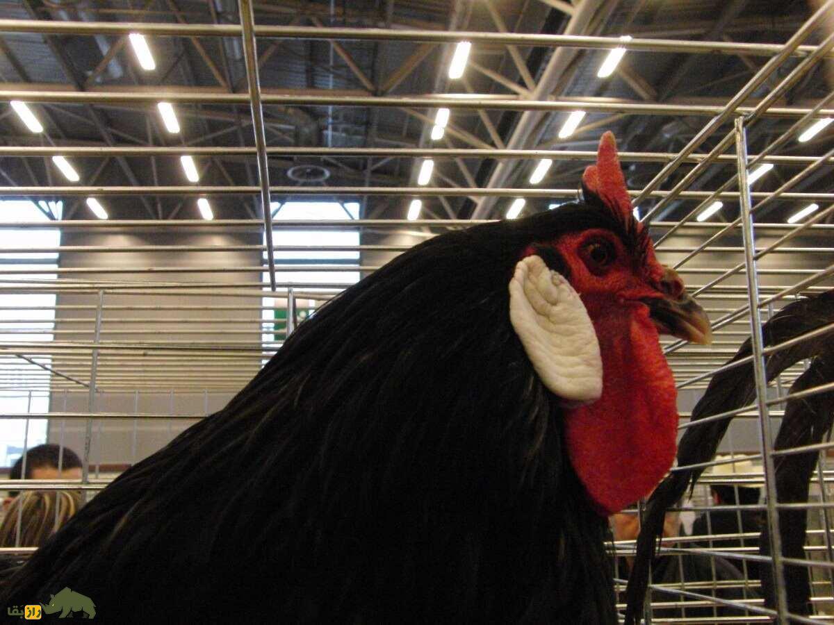 خروس لافلِش؛ خروس فرانسوی معروف به «شیطانچهره» که از بچههایش متنفر است خروس لافلِش؛ خروس فرانسوی معروف به «شیطانچهره» که از بچههایش متنفر است