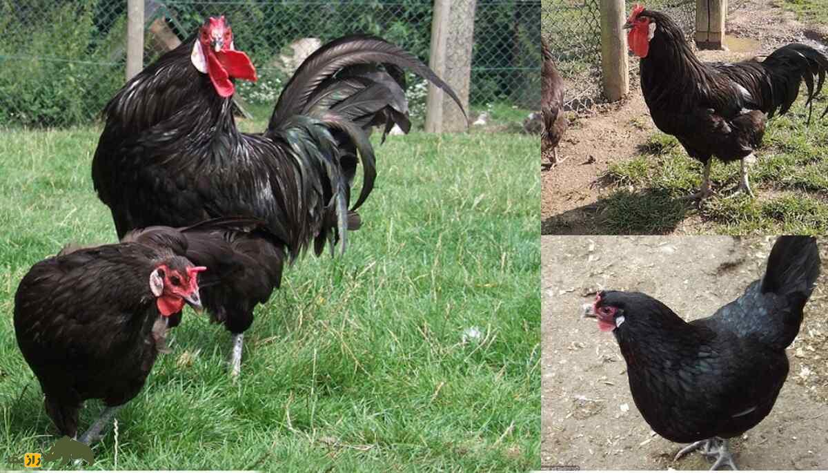 خروس لافلِش؛ خروس فرانسوی معروف به «شیطانچهره» که از بچههایش متنفر است خروس لافلِش؛ خروس فرانسوی معروف به «شیطانچهره» که از بچههایش متنفر است