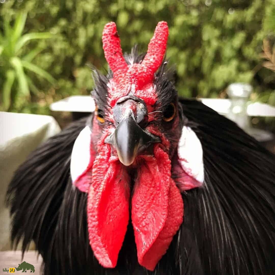 خروس لافلِش؛ خروس فرانسوی معروف به «شیطانچهره» که از بچههایش متنفر است خروس لافلِش؛ خروس فرانسوی معروف به «شیطانچهره» که از بچههایش متنفر است