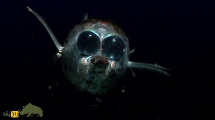 ماکروپینا یا ماهی کله‌بُشکه‌ای؛ ماهی عجیبی که کله شیشه‌ای دارد و مغز و چشم‌هایش کاملا دیده می‌شود