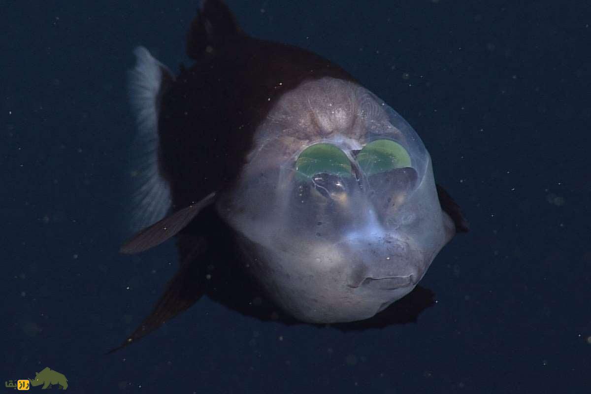 ماکروپینا یا ماهی کله‌بُشکه‌ای؛ ماهی عجیبی که کله شیشه‌ای دارد و مغز و چشم‌هایش کاملا دیده می‌شود