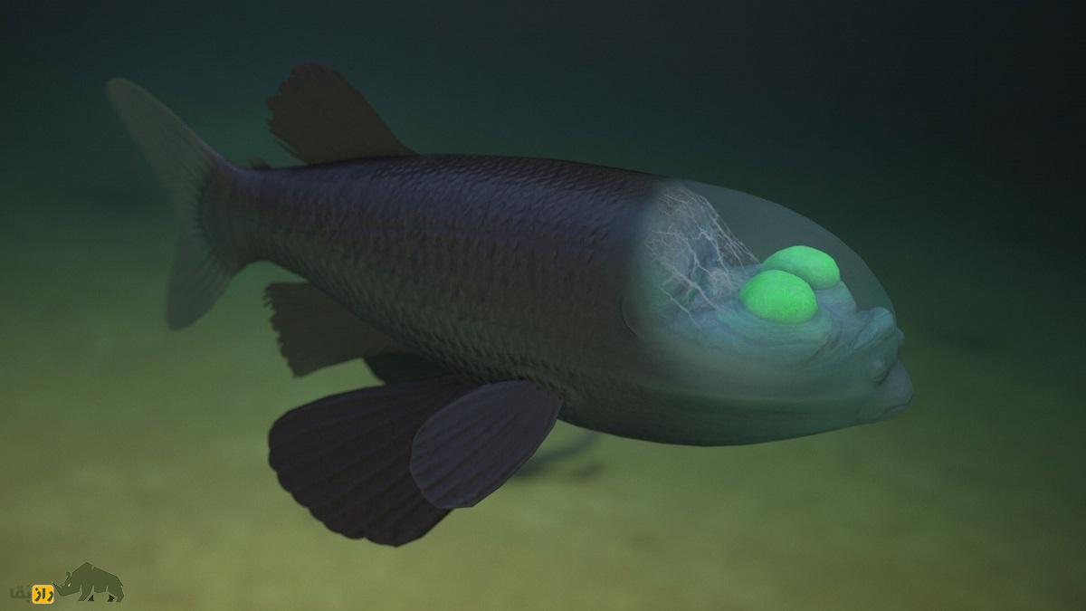 ماکروپینا یا ماهی کله‌بُشکه‌ای؛ ماهی عجیبی که کله شیشه‌ای دارد و مغز و چشم‌هایش کاملا دیده می‌شود