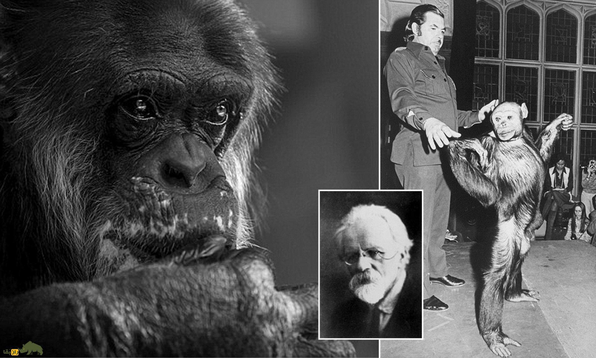 داستان تکاندهنده مرد گوریل نمایی که در جنگلهای برزیل کشف شد! داستان تکاندهنده مرد گوریل نمایی که در جنگلهای برزیل کشف شد!