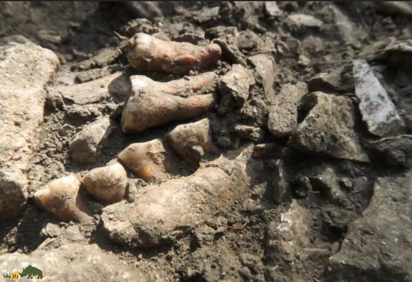 شواهدی غافلگیرکننده درباره دلیل انقراض نئاندرتالها کشف شد! شواهدی غافلگیرکننده درباره دلیل انقراض نئاندرتالها کشف شد!