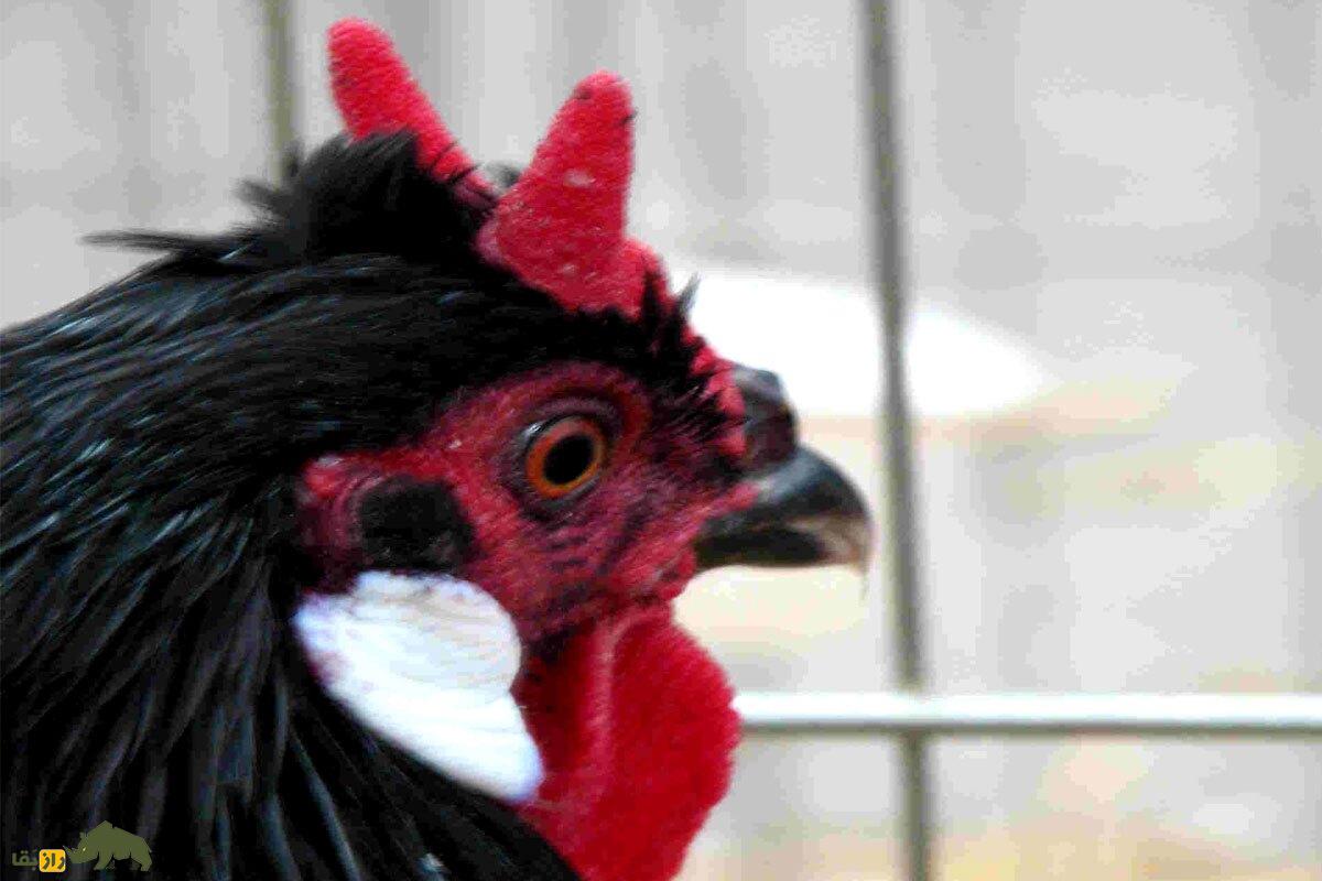 خروس لافلِش؛ خروس فرانسوی مشهور به «شیطان چهره» که شاخ دارد! خروس لافلِش؛ خروس فرانسوی مشهور به «شیطان چهره» که شاخ دارد!