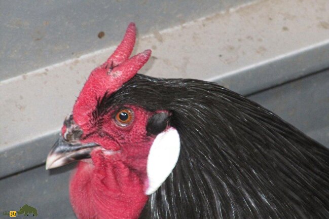 خروس لافلِش؛ خروس فرانسوی مشهور به «شیطان چهره» که شاخ دارد! خروس لافلِش؛ خروس فرانسوی مشهور به «شیطان چهره» که شاخ دارد!