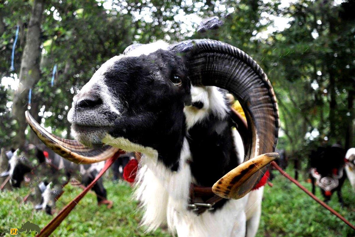 گوسفند پریانگان؛ گوسفند قاتل اندونزیایی که برای مبارزه و جنگ پرورش داده شد! گوسفند پریانگان؛ گوسفند قاتل اندونزیایی که برای مبارزه و جنگ پرورش داده شد!