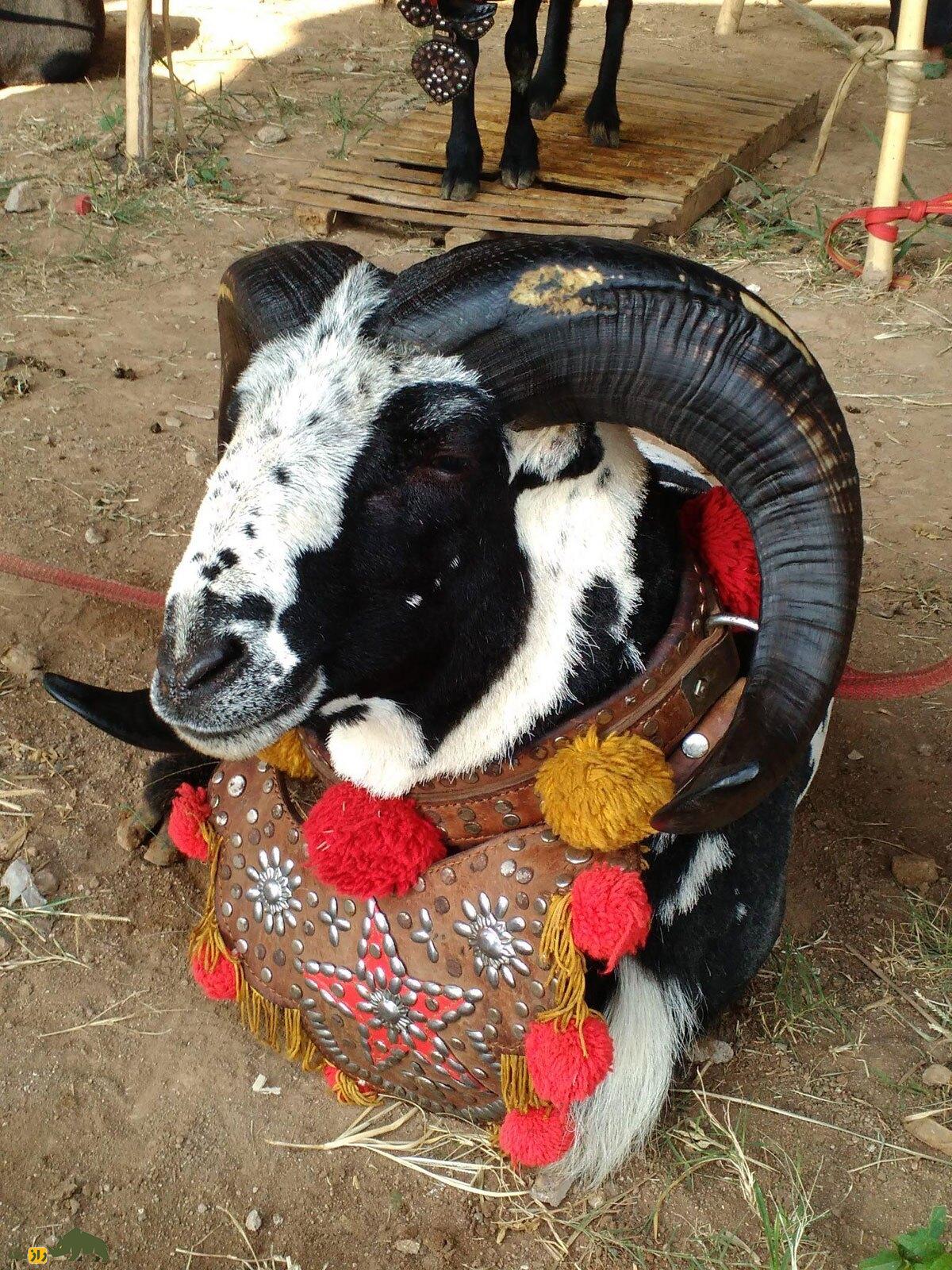 گوسفند پریانگان؛ گوسفند قاتل اندونزیایی که برای مبارزه و جنگ پرورش داده شد! گوسفند پریانگان