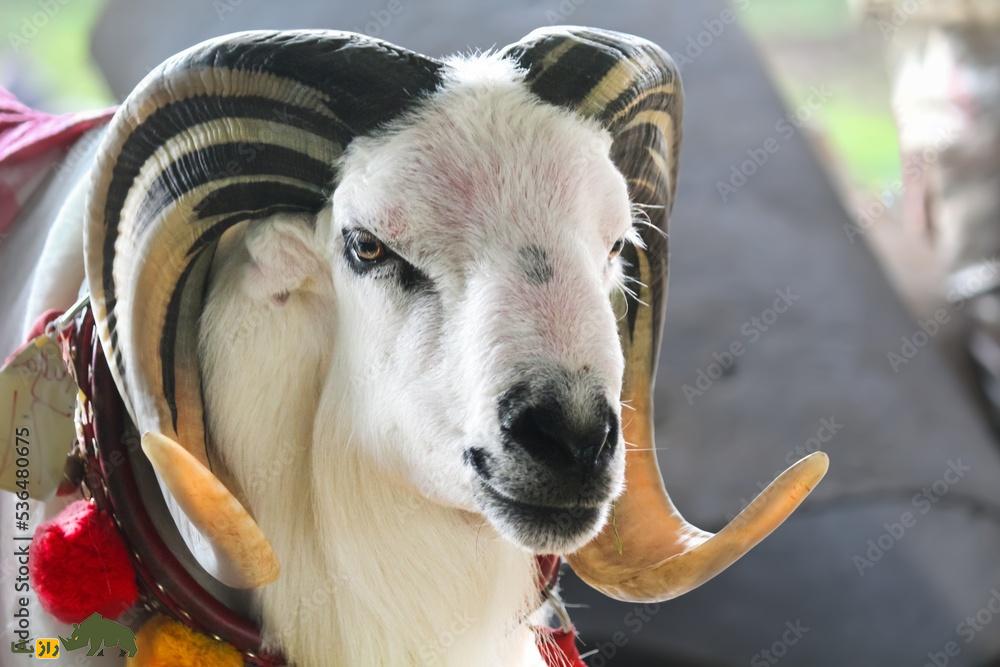 گوسفند پریانگان؛ گوسفند قاتل اندونزیایی که برای مبارزه و جنگ پرورش داده شد! گوسفند پریانگان؛ گوسفند قاتل اندونزیایی که برای مبارزه و جنگ پرورش داده شد!