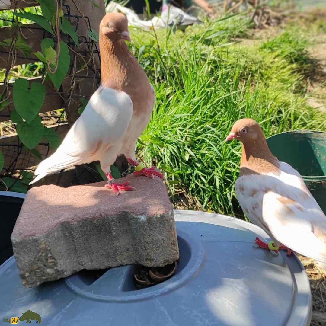 کبوتر بوداپِست؛ کفتری که شبیه شترمرغ است و قطریها به شدت به آن علاقه دارند کبوتر بوداپِست؛ کفتری که شبیه شترمرغ است و قطریها به شدت به آن علاقه دارند