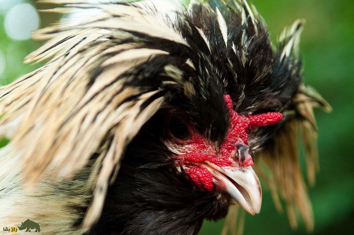 مرغ و خروس لهستانی؛ مرغ هلندی‌الاصل که یک کلاه نظامی به سر دارد