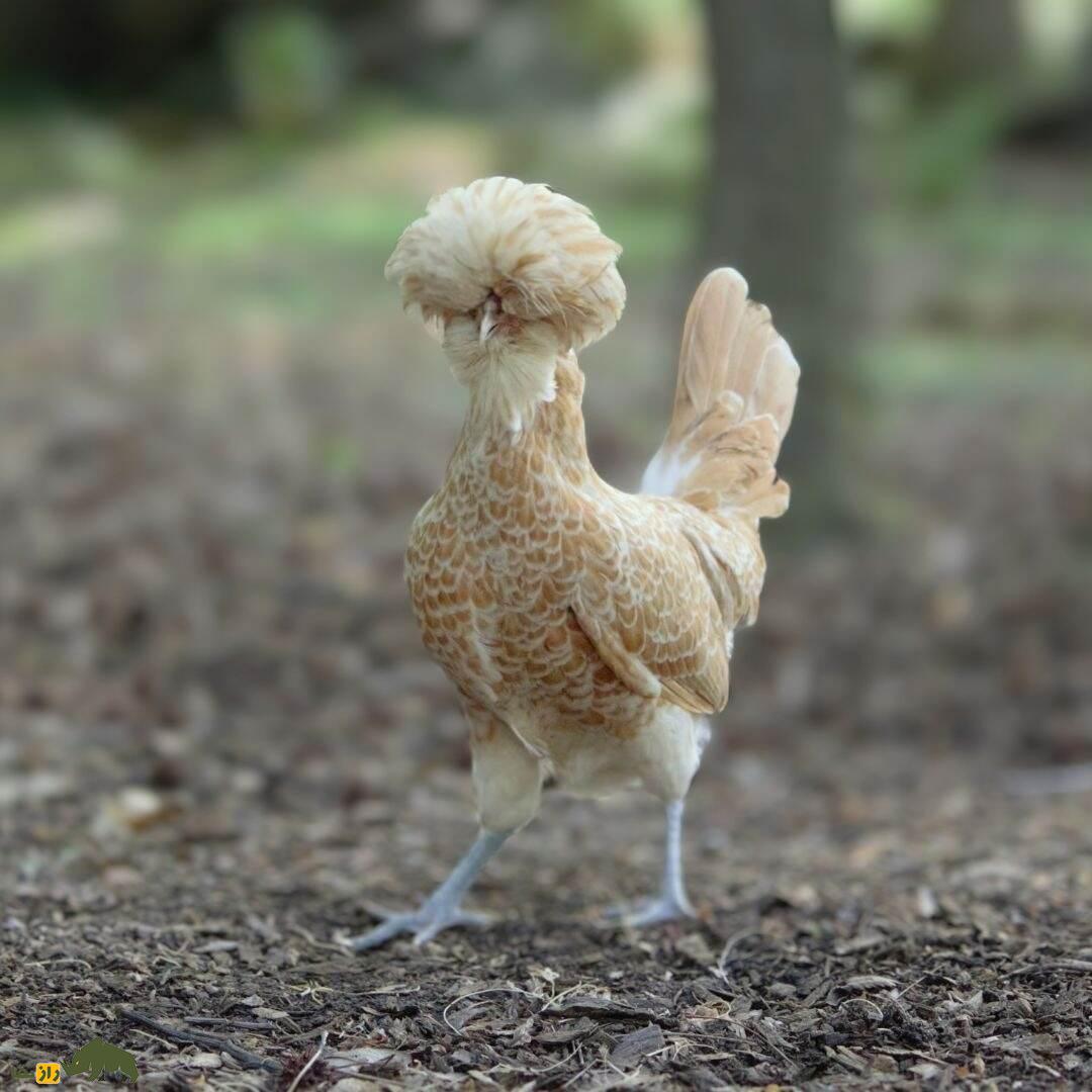 مرغ و خروس لهستانی؛ مرغ هلندی‌الاصل که یک کلاه نظامی به سر دارد