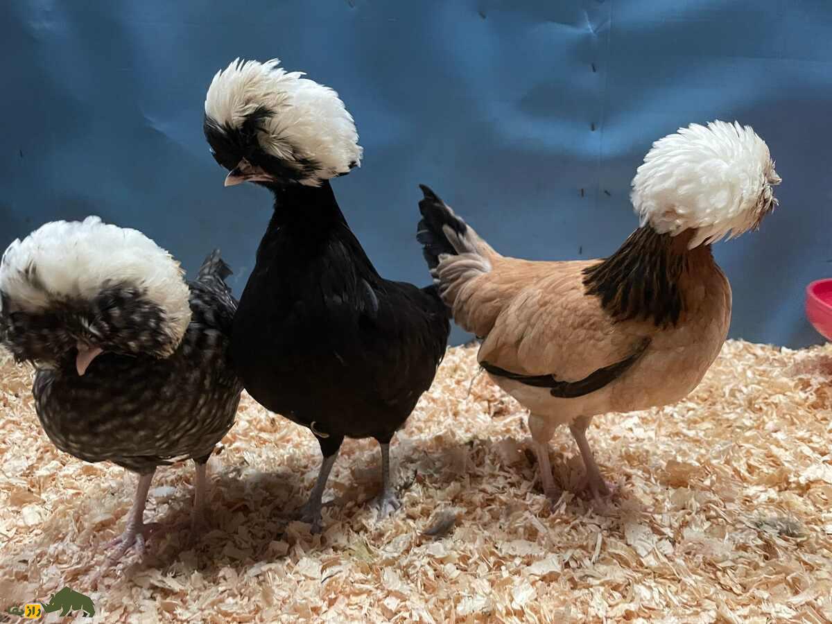 مرغ و خروس لهستانی؛ مرغ هلندی‌الاصل که یک کلاه نظامی به سر دارد