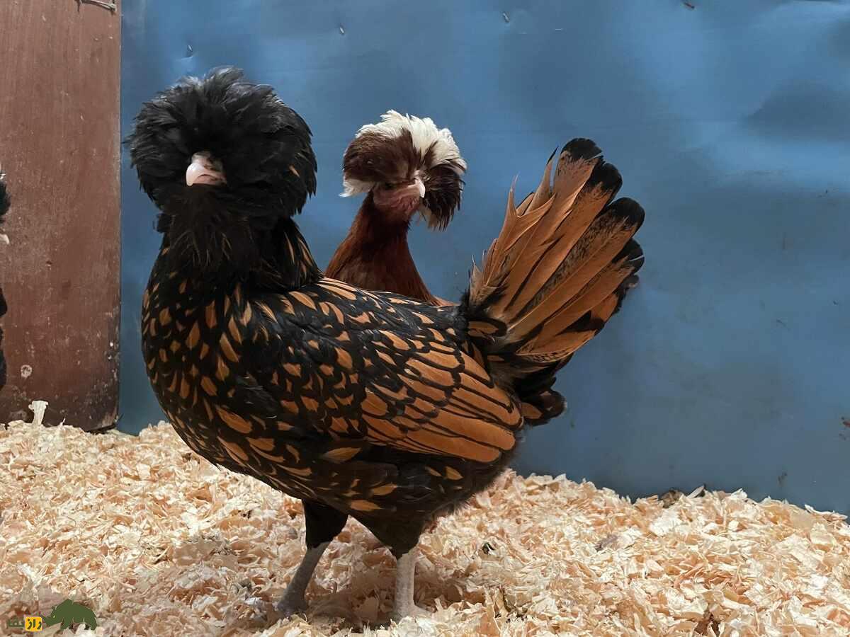 مرغ و خروس لهستانی؛ مرغ هلندی‌الاصل که یک کلاه نظامی به سر دارد