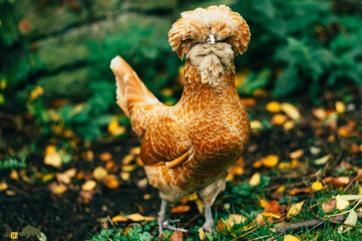 مرغ و خروس لهستانی؛ مرغ هلندی‌الاصل که یک کلاه نظامی به سر دارد