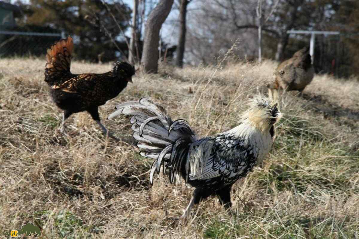 مرغ و خروس لهستانی؛ مرغ هلندی‌الاصل که یک کلاه نظامی به سر دارد