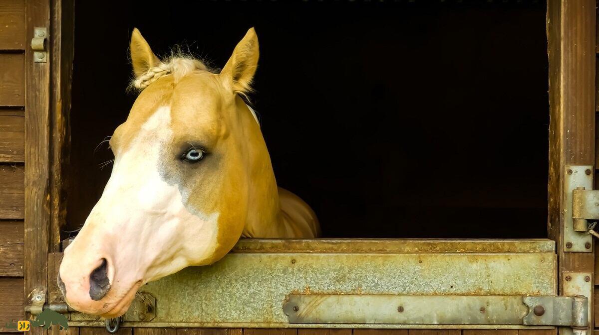 اسب پاسو فینو؛ زیباترین اسب نمایشی جهان که چشمانش شبیه چشم ببر است اسب پاسو فینو؛ زیباترین اسب نمایشی جهان که چشمانش شبیه چشم ببر است