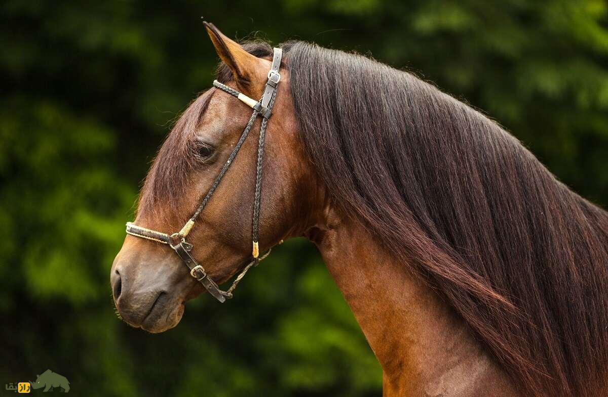 اسب پاسو فینو؛ تنها اسب جهان که چشمانش شبیه چشم ببر است اسب پاسو فینو؛ تنها اسب جهان که چشمانش شبیه چشم ببر است