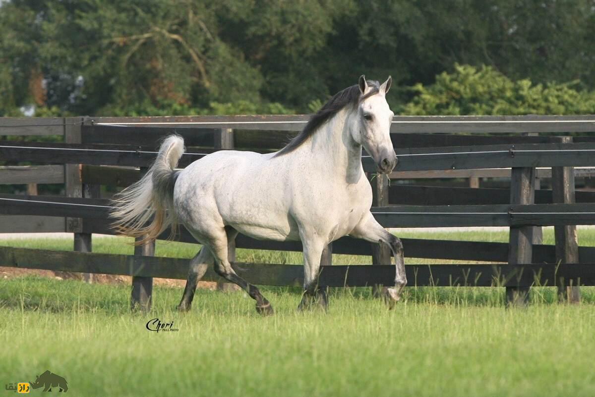 اسب پاسو فینو؛ تنها اسب جهان که چشمانش شبیه چشم ببر است اسب پاسو فینو؛ تنها اسب جهان که چشمانش شبیه چشم ببر است