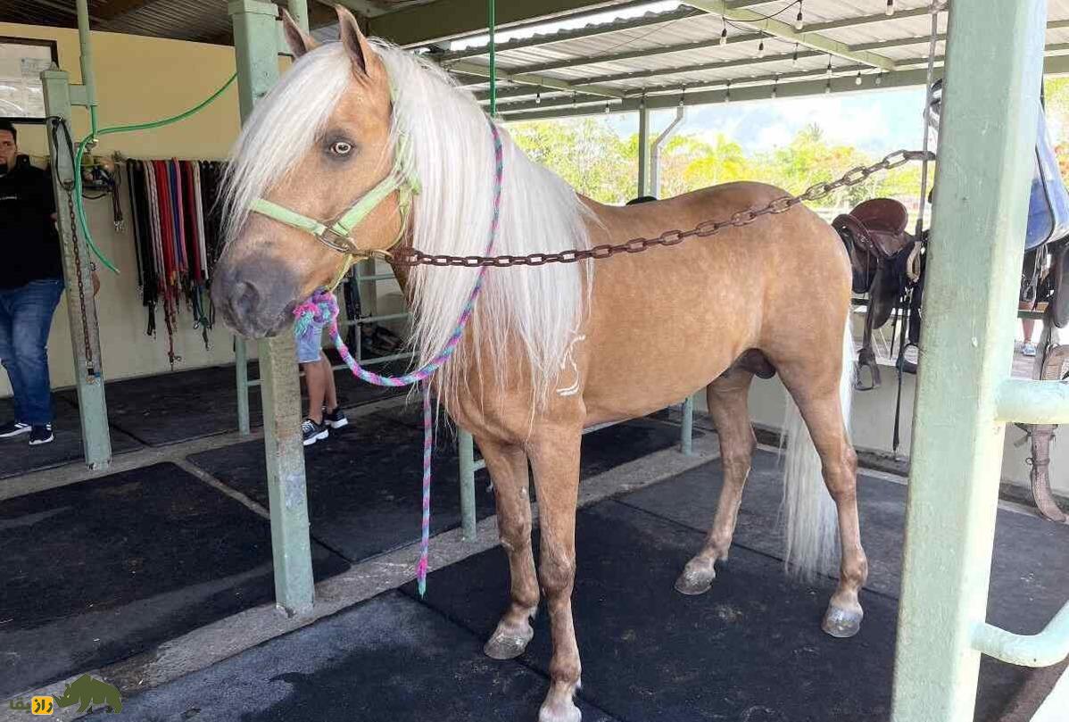 اسب پاسو فینو؛ تنها اسب جهان که چشمانش شبیه چشم ببر است اسب پاسو فینو؛ تنها اسب جهان که چشمانش شبیه چشم ببر است