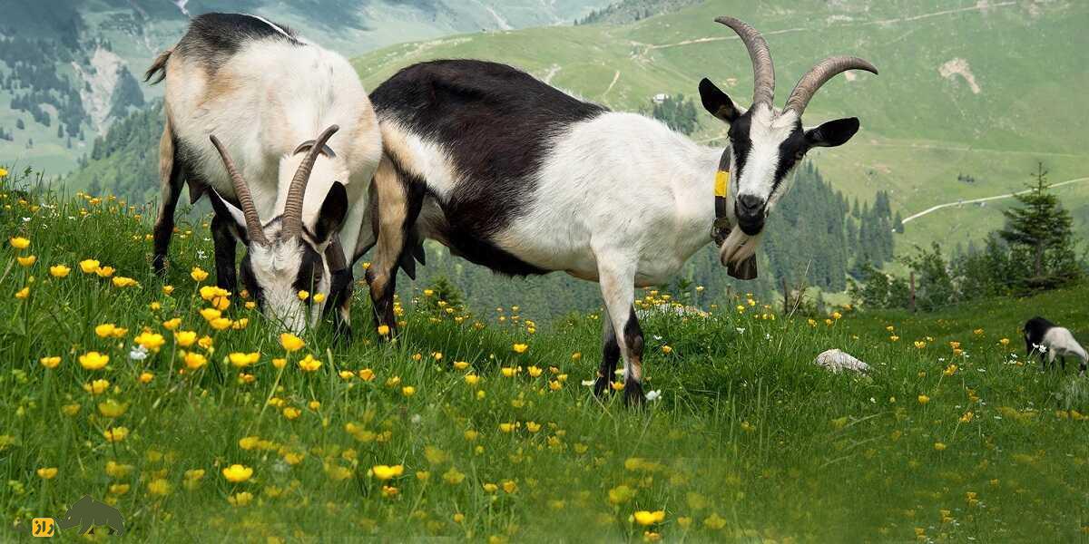 بز طاووسی؛ بز سوئیسی زیبایی که چکمه سیاه به تن دارد بز طاووسی؛ بز سوئیسی زیبایی که چکمه سیاه به تن دارد