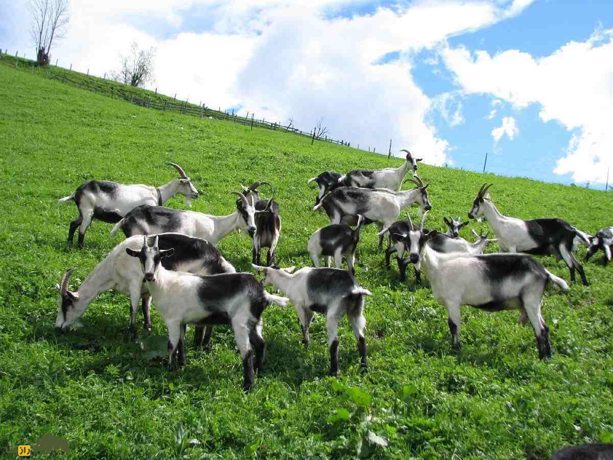 بز طاووسی؛ بز سوئیسی زیبایی که چکمه سیاه به تن دارد بز طاووسی؛ بز سوئیسی زیبایی که چکمه سیاه به تن دارد