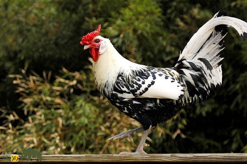 مرغ هامبورگ؛ مرغی که پرواز میکند و هرکسی آرزوی داشتنش را دارد مرغ هامبورگ؛ مرغی که پرواز میکند و هرکسی آرزوی داشتنش را دارد