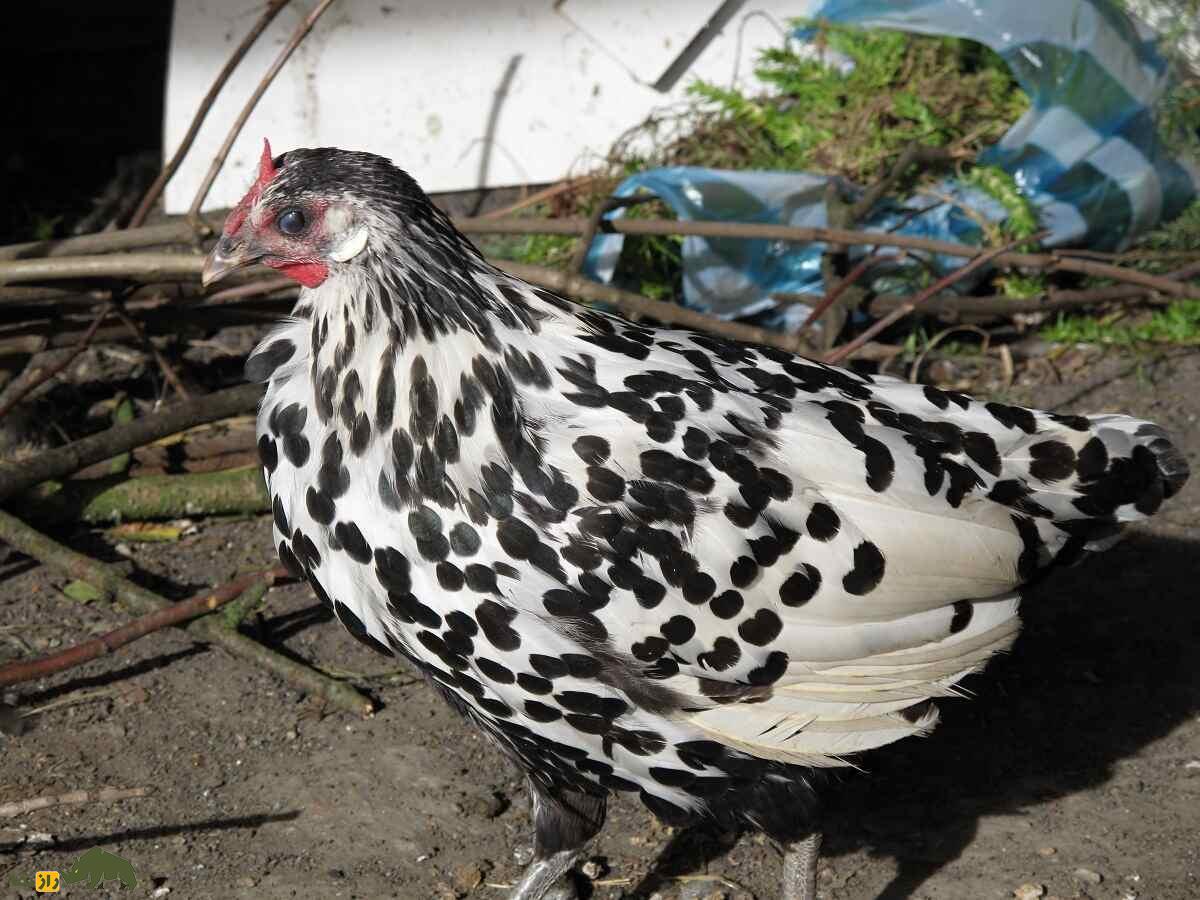 مرغ هامبورگ؛ مرغی که پرواز میکند و هرکسی آرزوی داشتنش را دارد مرغ هامبورگ؛ مرغی که پرواز میکند و هرکسی آرزوی داشتنش را دارد