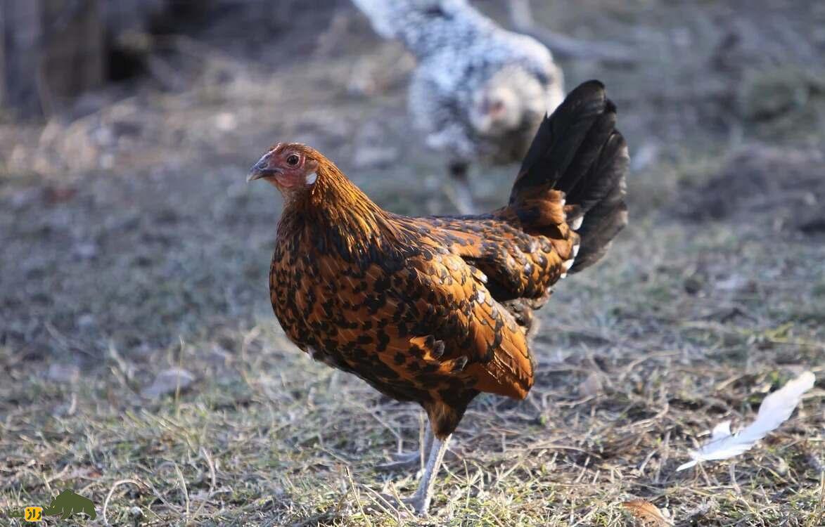 مرغ هامبورگ؛ مرغی که پرواز میکند و هرکسی آرزوی داشتنش را دارد مرغ هامبورگ؛ مرغی که پرواز میکند و هرکسی آرزوی داشتنش را دارد