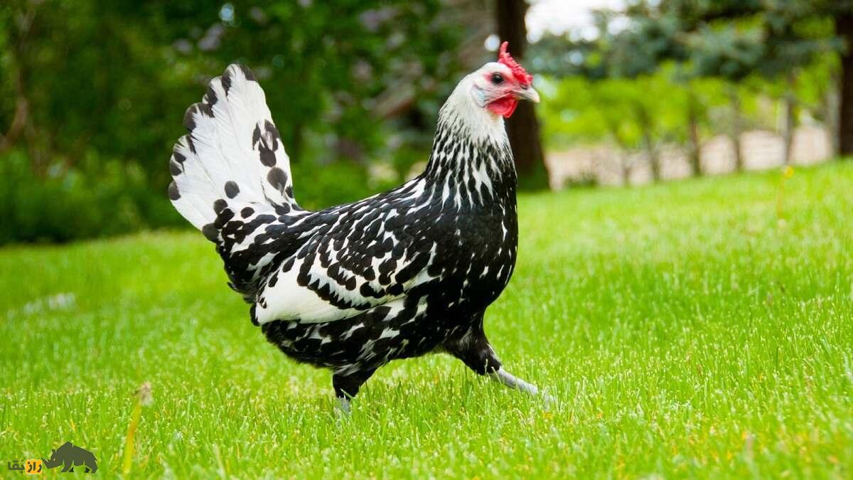 مرغ هامبورگ؛ مرغی که پرواز میکند و هرکسی آرزوی داشتنش را دارد مرغ هامبورگ؛ مرغی که پرواز میکند و هرکسی آرزوی داشتنش را دارد