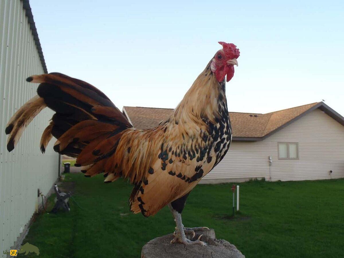 مرغ هامبورگ؛ مرغی که پرواز میکند و هرکسی آرزوی داشتنش را دارد مرغ هامبورگ؛ مرغی که پرواز میکند و هرکسی آرزوی داشتنش را دارد