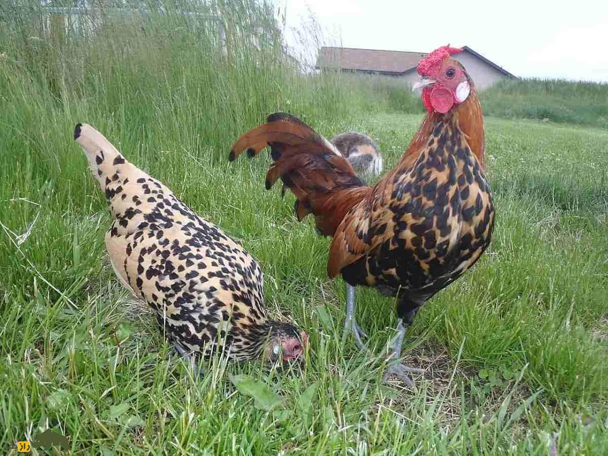 مرغ هامبورگ؛ مرغی که پرواز میکند و هرکسی آرزوی داشتنش را دارد مرغ هامبورگ؛ مرغی که پرواز میکند و هرکسی آرزوی داشتنش را دارد