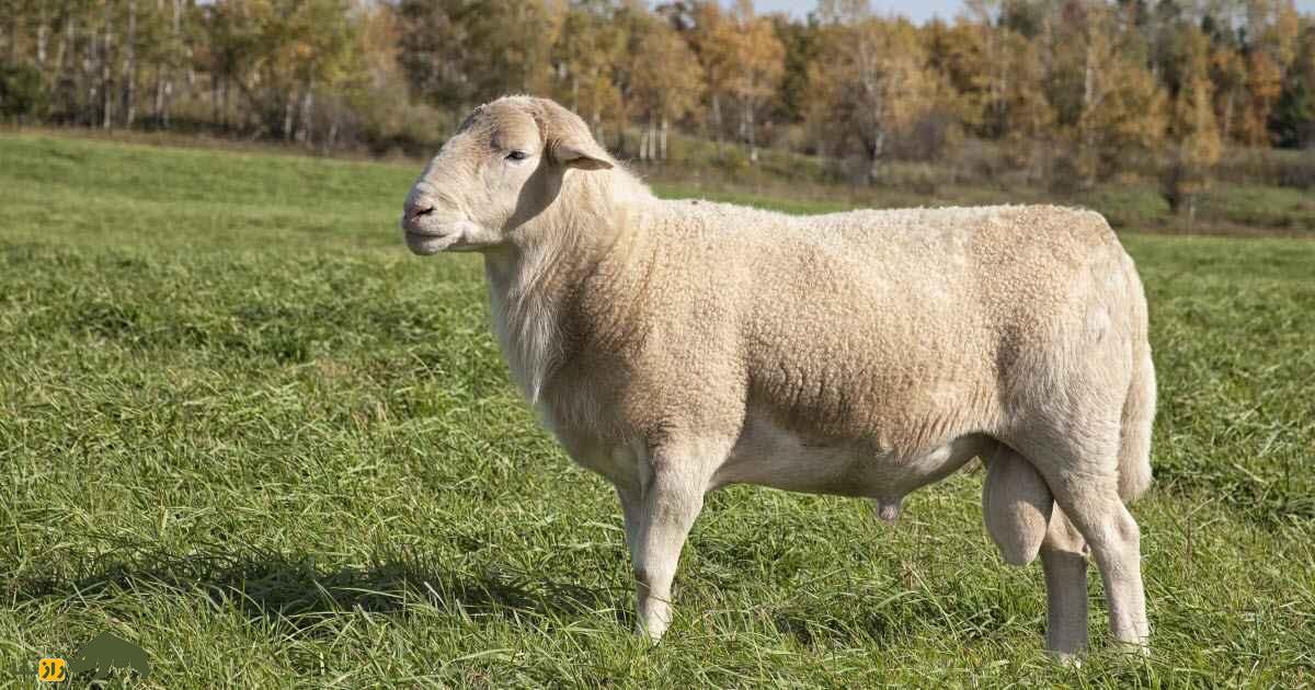 گوسفند کاتادین؛ گوسفند عضلانی و قدرتمند که بهترین نژاد گوسفند در آمریکاست گوسفند کاتادین؛ گوسفند عضلانی و قدرتمند که بهترین نژاد گوسفند در آمریکاست