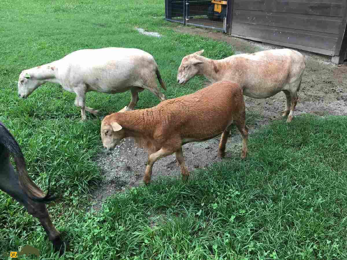 گوسفند کاتادین؛ گوسفند عضلانی و قدرتمند که بهترین نژاد گوسفند در آمریکاست گوسفند کاتادین؛ گوسفند عضلانی و قدرتمند که بهترین نژاد گوسفند در آمریکاست