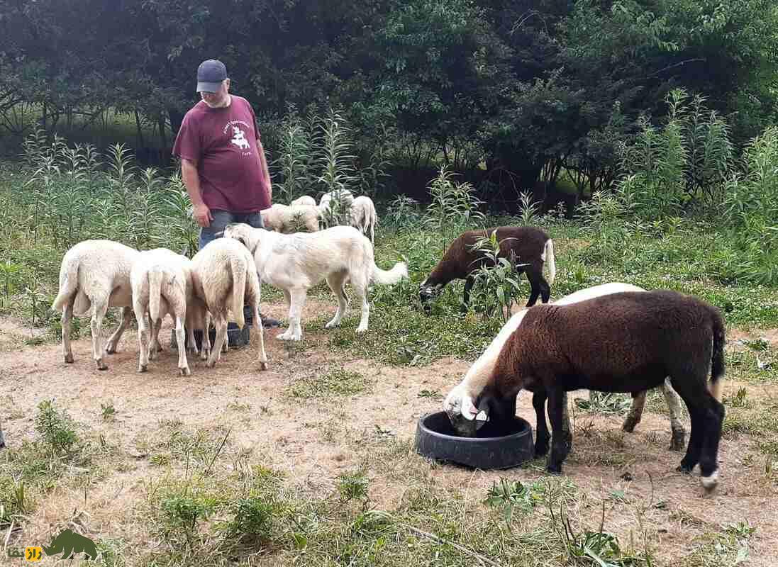 گوسفند کاتادین؛ گوسفند عضلانی و قدرتمند که بهترین نژاد گوسفند در آمریکاست گوسفند کاتادین؛ گوسفند عضلانی و قدرتمند که بهترین نژاد گوسفند در آمریکاست
