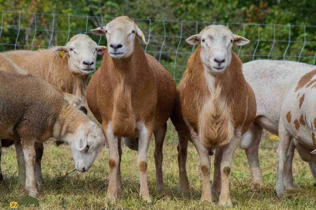 گوسفند کاتادین؛ گوسفند عضلانی و قدرتمند که بهترین نژاد گوسفند در آمریکاست گوسفند کاتادین؛ گوسفند عضلانی و قدرتمند که بهترین نژاد گوسفند در آمریکاست