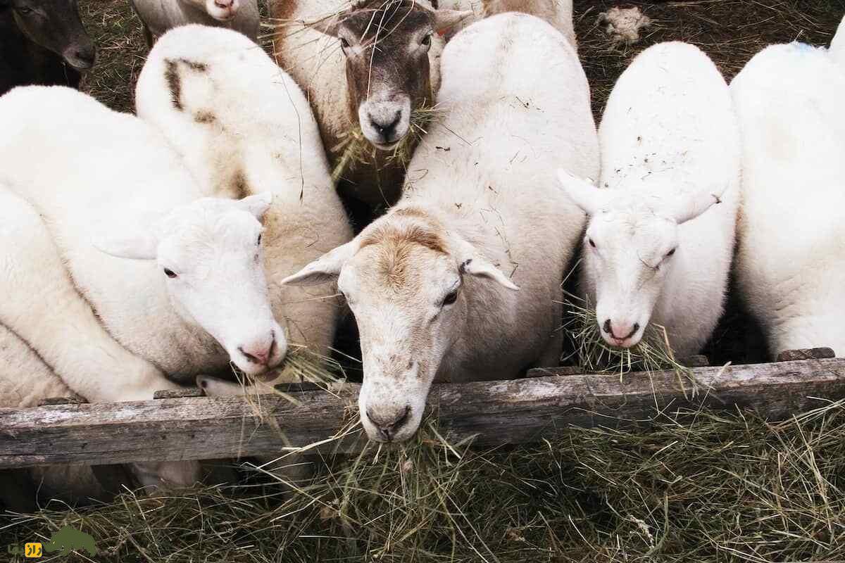 گوسفند کاتادین؛ گوسفند عضلانی و قدرتمند که بهترین نژاد گوسفند در آمریکاست گوسفند کاتادین؛ گوسفند عضلانی و قدرتمند که بهترین نژاد گوسفند در آمریکاست