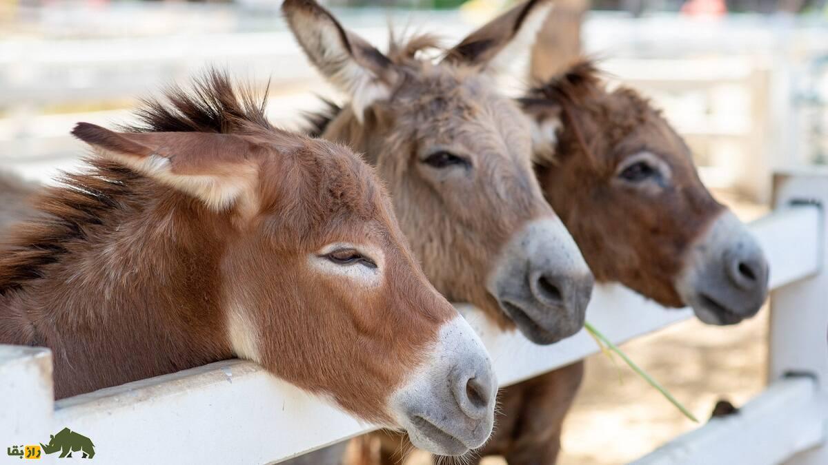 قیمت خر سر به فلک گذاشت؛ چرا چین تمام الاغهای جهان را میخرد؟! قیمت خر سر به فلک گذاشت؛ چرا چین تمام الاغهای جهان را میخرد؟!