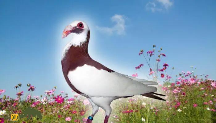 کبوتر اسکندرون؛ کبوتر ایرانی الاصلی که چهره شبیه مرغ دارد و اروپاییها آن را به نام خود زدند کبوتر اسکندرون؛ کبوتر ایرانی الاصلی که چهره شبیه مرغ دارد و اروپاییها آن را به نام خود زدند