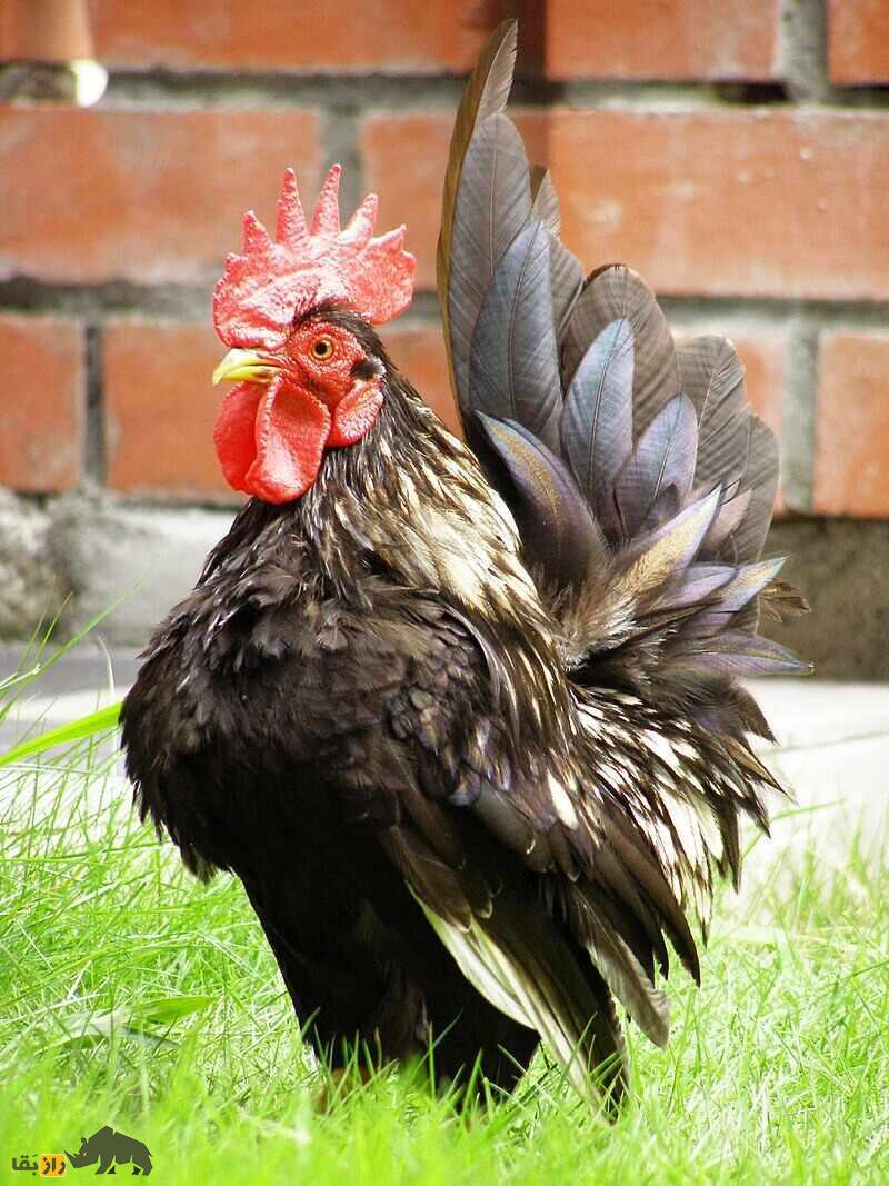 مرغ و خروس سراما؛ نژاد معروف مالزیایی معروف به «جنگجوی شجاع» که بسیار شبیه انسان است مرغ و خروس سراما؛ نژاد معروف مالزیایی معروف به «جنگجوی شجاع» که بسیار شبیه انسان است