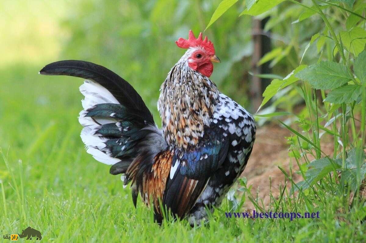 مرغ و خروس سراما؛ نژاد معروف مالزیایی معروف به «جنگجوی شجاع» که بسیار شبیه انسان است مرغ و خروس سراما؛ نژاد معروف مالزیایی معروف به «جنگجوی شجاع» که بسیار شبیه انسان است