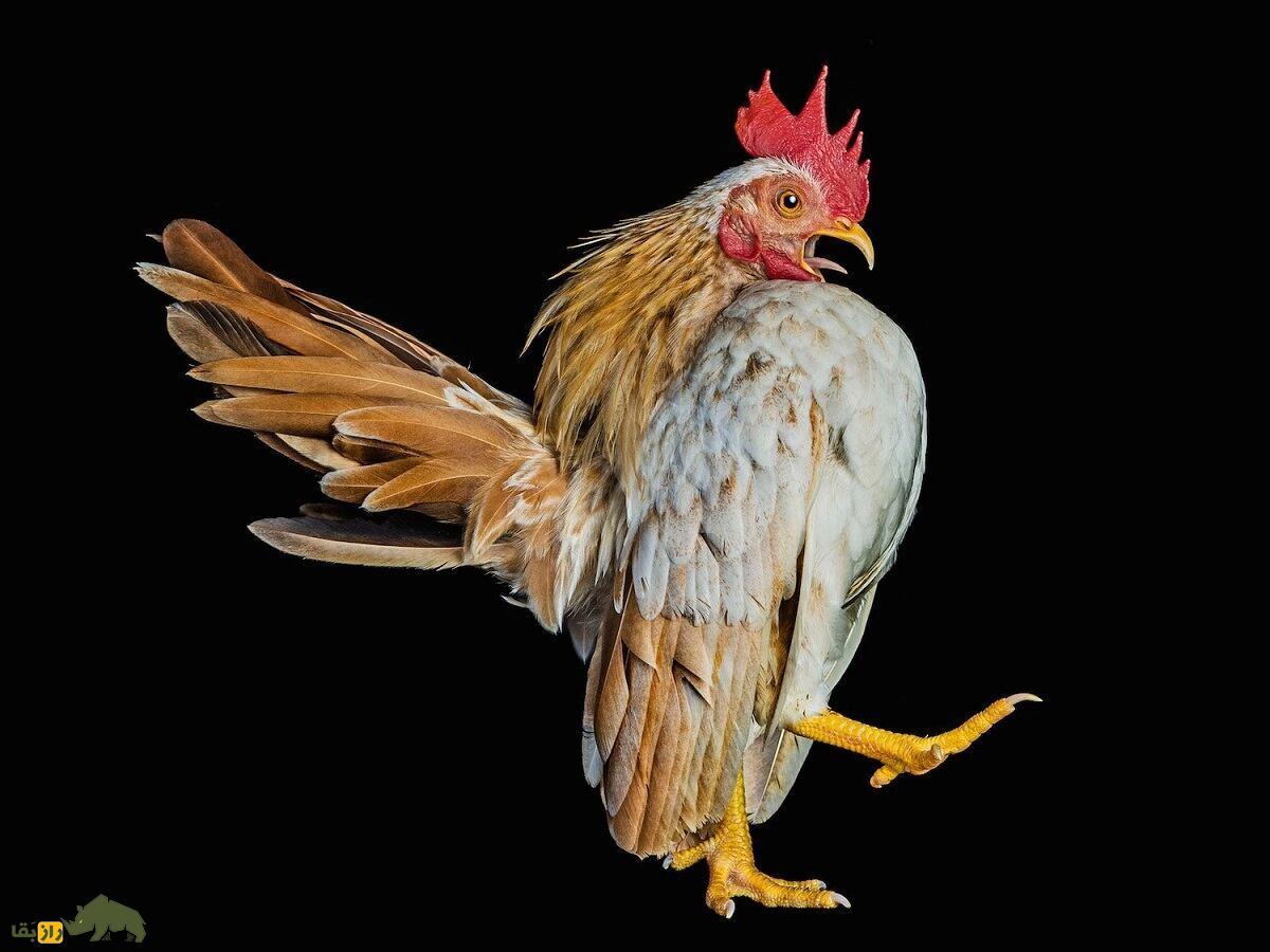 مرغ و خروس سراما؛ نژاد معروف مالزیایی معروف به «جنگجوی شجاع» که بسیار شبیه انسان است مرغ و خروس سراما؛ نژاد معروف مالزیایی معروف به «جنگجوی شجاع» که بسیار شبیه انسان است