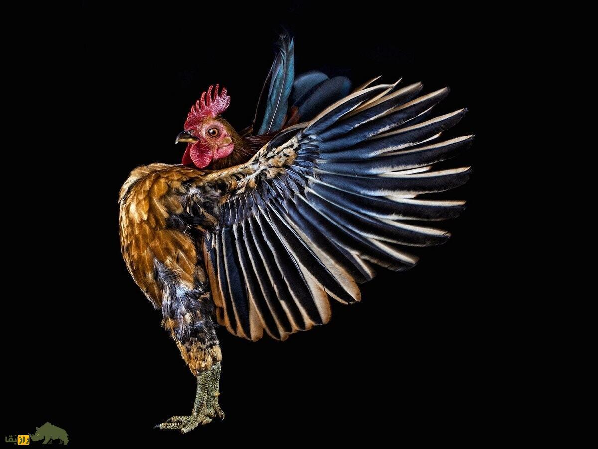 مرغ و خروس سراما؛ نژاد معروف مالزیایی معروف به «جنگجوی شجاع» که بسیار شبیه انسان است