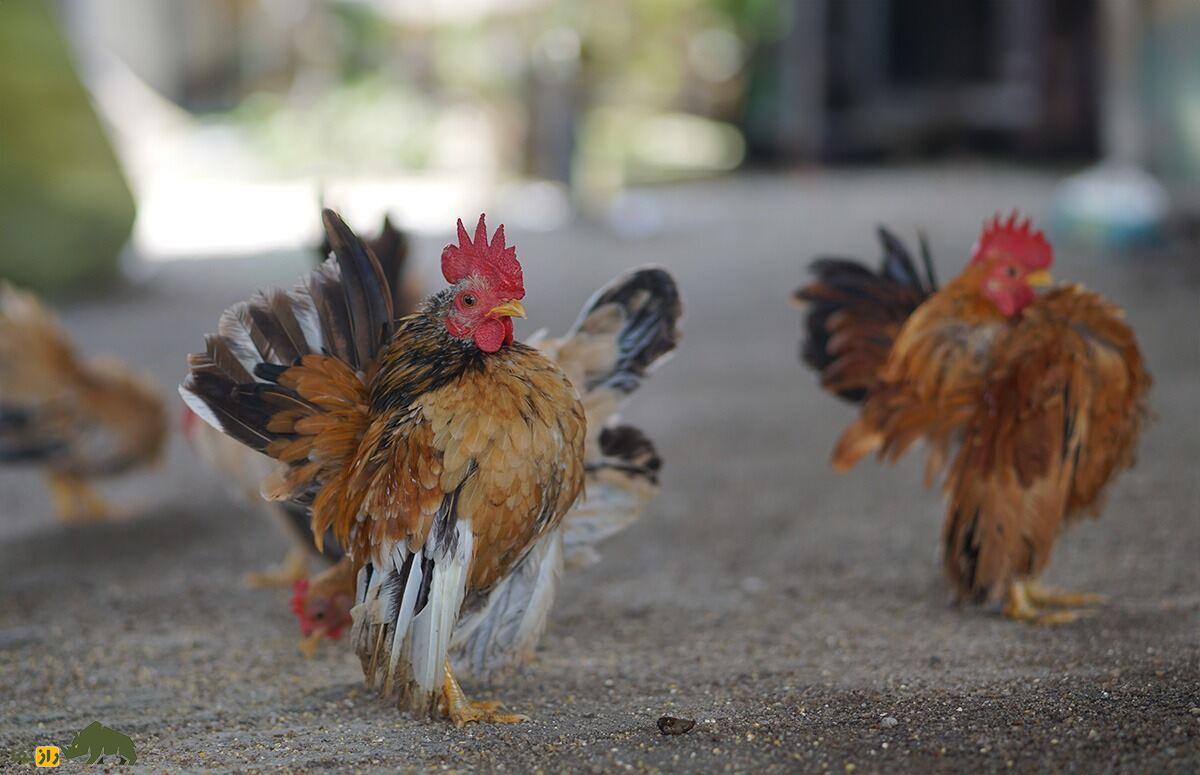 مرغ و خروس سراما؛ نژاد معروف مالزیایی معروف به «جنگجوی شجاع» که بسیار شبیه انسان است مرغ و خروس سراما؛ نژاد معروف مالزیایی معروف به «جنگجوی شجاع» که بسیار شبیه انسان است