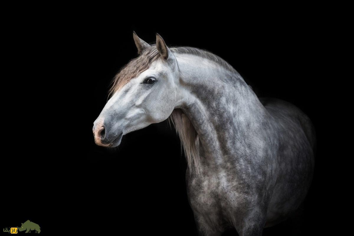 اسب اندلسی؛ اسب مشهوری که شاخ دارد و در فیلم‌های «گلادیاتور» و «ارباب حلقه‌ها» بازی کرد