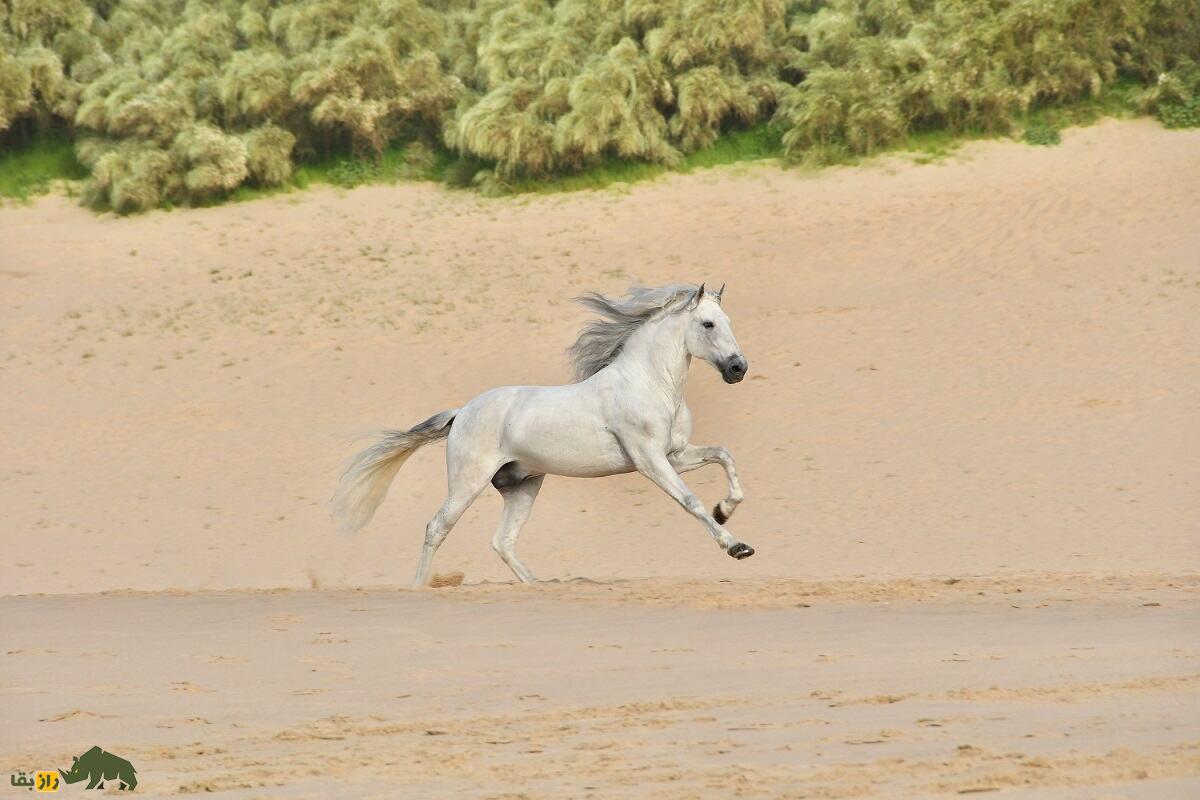 اسب اندلسی؛ اسب مشهوری که شاخ دارد و در فیلم‌های «گلادیاتور» و «ارباب حلقه‌ها» بازی کرد